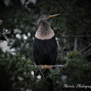 Meet your Posher, Thomas